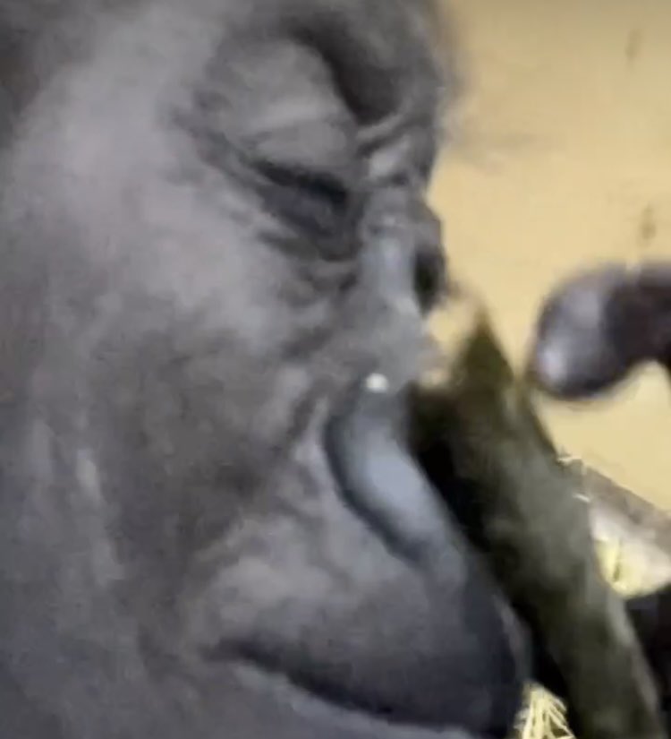 belikegorilla's tweet photo. o kaye. i dide it. i lurnd how toe tayke a self e. i tooke thre. https://t.co/08iGbX7clr