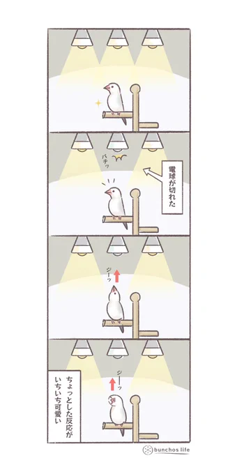 反応がいちいち可愛い文鳥
#文鳥 
#4コマ漫画 

*過去作ダウンロードできます!(固定ツイート参照) 