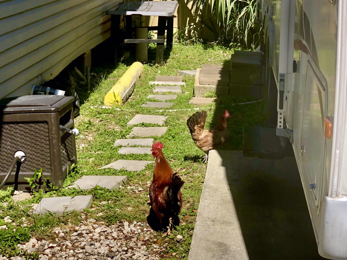 SandyAxelrod's tweet photo. Look who came to visit us at the RV park. Subscribe at https://t.co/CRclClgraf to follow all our adventures 

#rvlife #rvtravel #fulltimerv #lifeontheroad #rving #TravelFoodBlog #TravelFoodie #FoodStories #TravelPhotography #roosters #chicken #hens #threeoaksandapinervpark #nola https://t.co/GprFwLX5eb