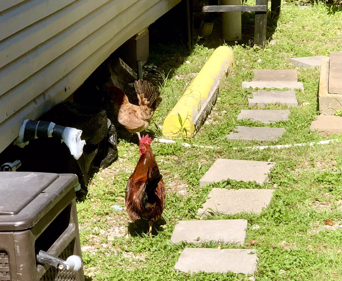 SandyAxelrod's tweet photo. Look who came to visit us at the RV park. Subscribe at https://t.co/CRclClgraf to follow all our adventures 

#rvlife #rvtravel #fulltimerv #lifeontheroad #rving #TravelFoodBlog #TravelFoodie #FoodStories #TravelPhotography #roosters #chicken #hens #threeoaksandapinervpark #nola https://t.co/GprFwLX5eb