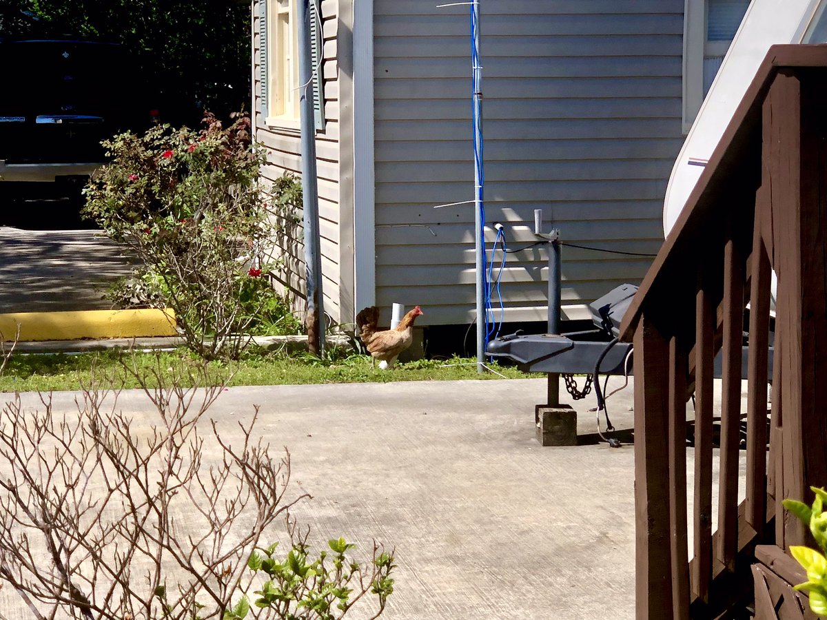 SandyAxelrod's tweet photo. Look who came to visit us at the RV park. Subscribe at https://t.co/CRclClgraf to follow all our adventures 

#rvlife #rvtravel #fulltimerv #lifeontheroad #rving #TravelFoodBlog #TravelFoodie #FoodStories #TravelPhotography #roosters #chicken #hens #threeoaksandapinervpark #nola https://t.co/GprFwLX5eb