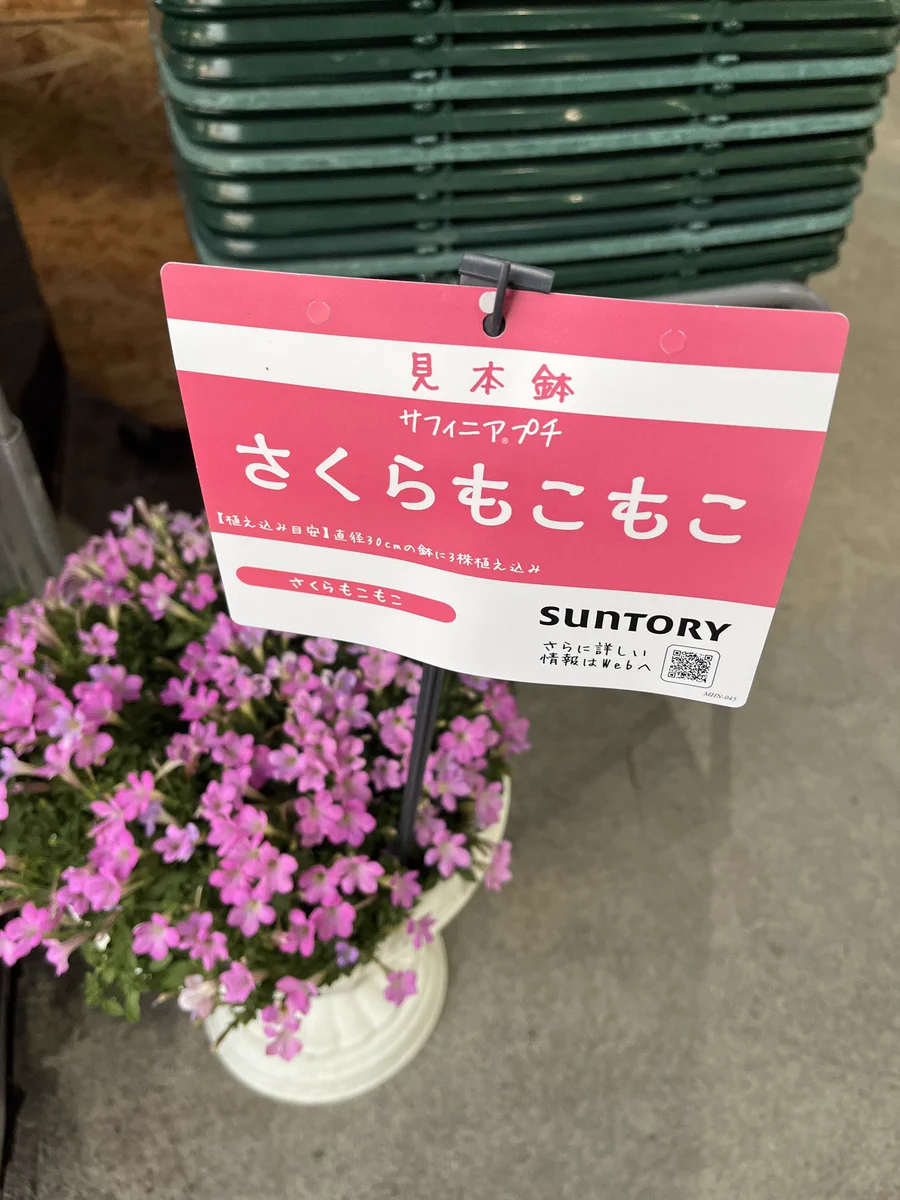 まる子も目を疑った！？花屋の店先にあった鉢植えが「さくらもこもこ」