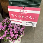 まる子も目を疑った!？花屋の店先にあった鉢植えが「さくらもこもこ」