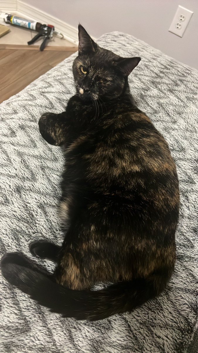 nonsensedrs's tweet photo. @NaterTaterGamer Nala (Calico) &amp; Julie (Tortie) https://t.co/qitjUbo2ae