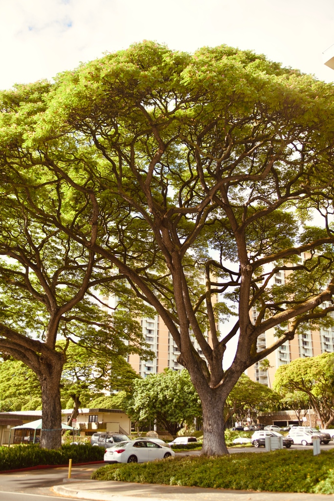 TreesForHNL's tweet photo. Trees have the power to create shade, beauty, and a sense of calm 🍃 This magnificent tree in a parking lot reminds us of the importance of urban forestry and the impact that trees can have on our communities 🚗🌳💚 https://t.co/tTKlUCvFnd
