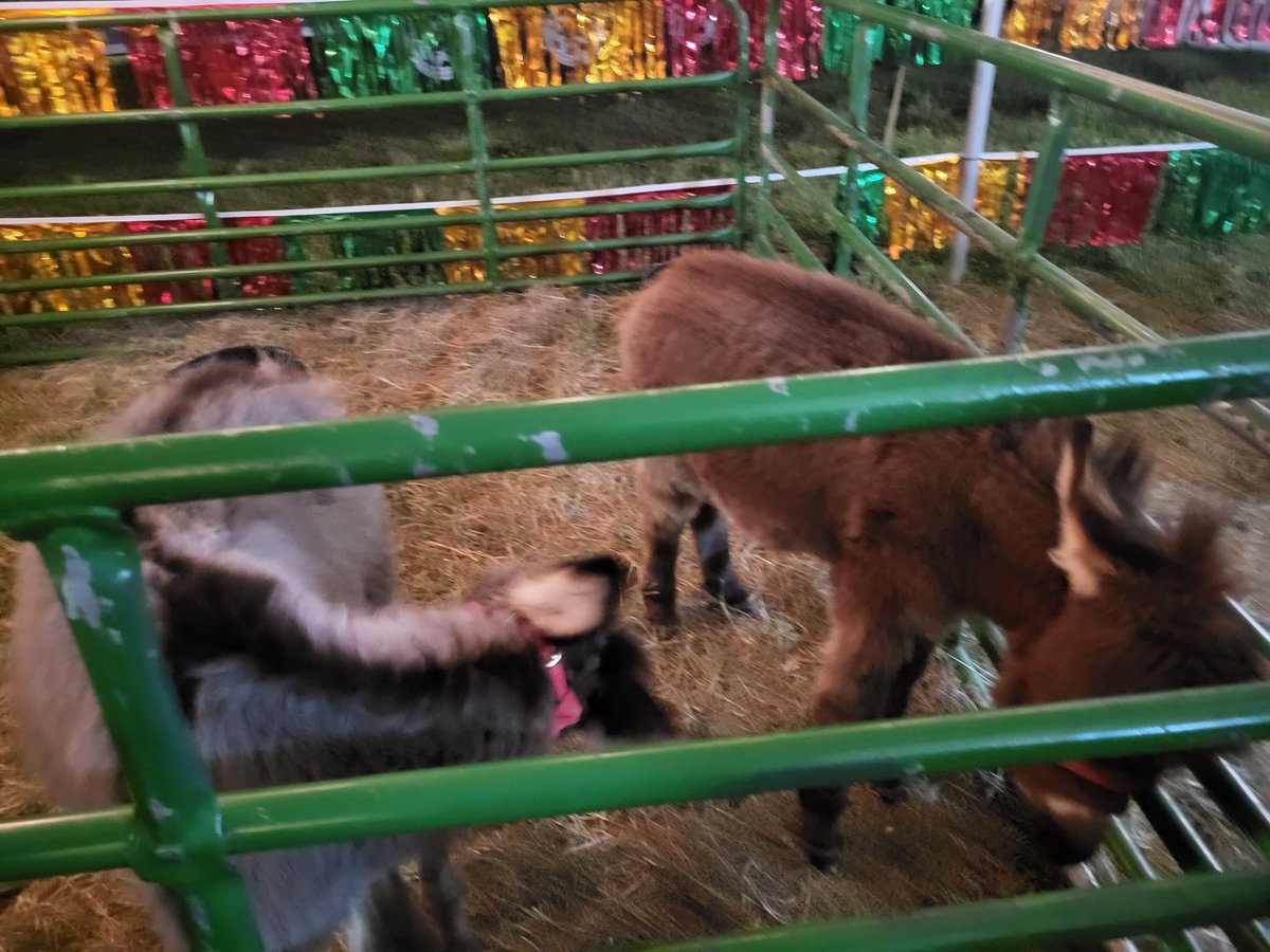 WizMercari's tweet photo. Look who was at the State Fair: Petting Zoo #camel #goat #sheep #Donkey #georgiastatefair #atlantaspeedway #Atlanta #atl #Georgia #Wednesday #humpday #trending #statefair #Fair #animals #pettingzoo #Zoo #animalworld #animalkingdom https://t.co/e1Rbk17p06