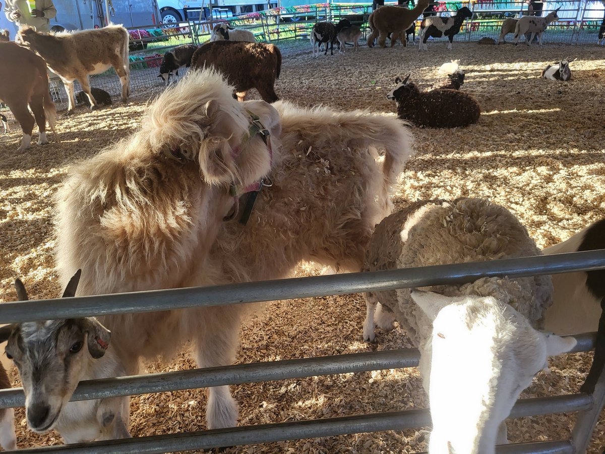 WizMercari's tweet photo. Look who was at the State Fair: Petting Zoo #camel #goat #sheep #Donkey #georgiastatefair #atlantaspeedway #Atlanta #atl #Georgia #Wednesday #humpday #trending #statefair #Fair #animals #pettingzoo #Zoo #animalworld #animalkingdom https://t.co/e1Rbk17p06