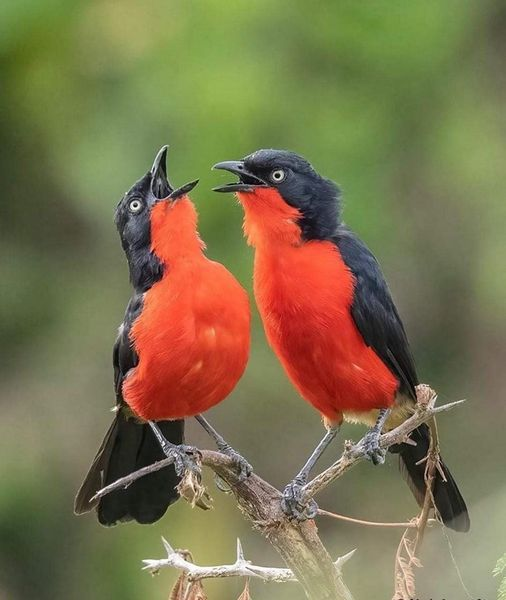 Tuberoot's tweet photo. Black-headed Gonoleks
a species of bird in the family Malaconotidae. It is found in Burundi, Cameroon, Central African Republic, Chad, Democratic Republic of the Congo, Eritrea, Ethiopia, Kenya, Nigeria, Rwanda, South Sudan, Sudan, Tanzania, and Uganda
 @charlesgangas_photography https://t.co/Hrymksj3KR