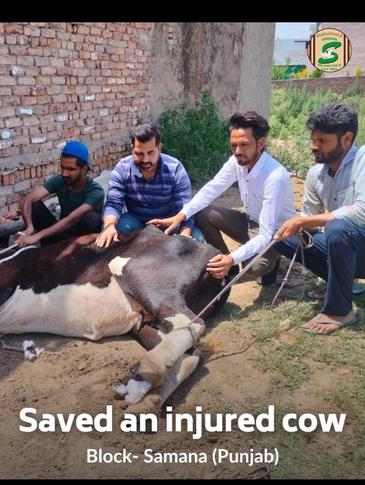DikshaR39062692's tweet photo. Dera Sacha Sauda doing welfarism for animals also. They provide medical treatment and save lives of animals. It's Animal Welfare.

#EndCruelty 

Saint Gurmeet Ram Rahim Ji https://t.co/efXgPnVLYu