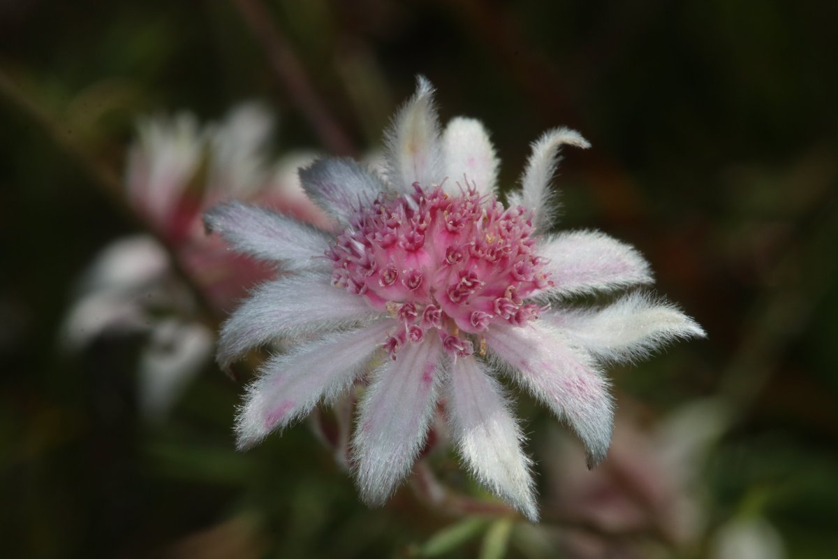 May the Forsythii be with you! This #MayThe4th check out the Pink Flannel Flower (Actinotus forsythii). This plant is a bushfire ephemeral and like the Star Wars Rebel Alliance it rises from the ashes🔥This species was banked by @AustralianBG for the #RareBloomProject📸@SeedyGav