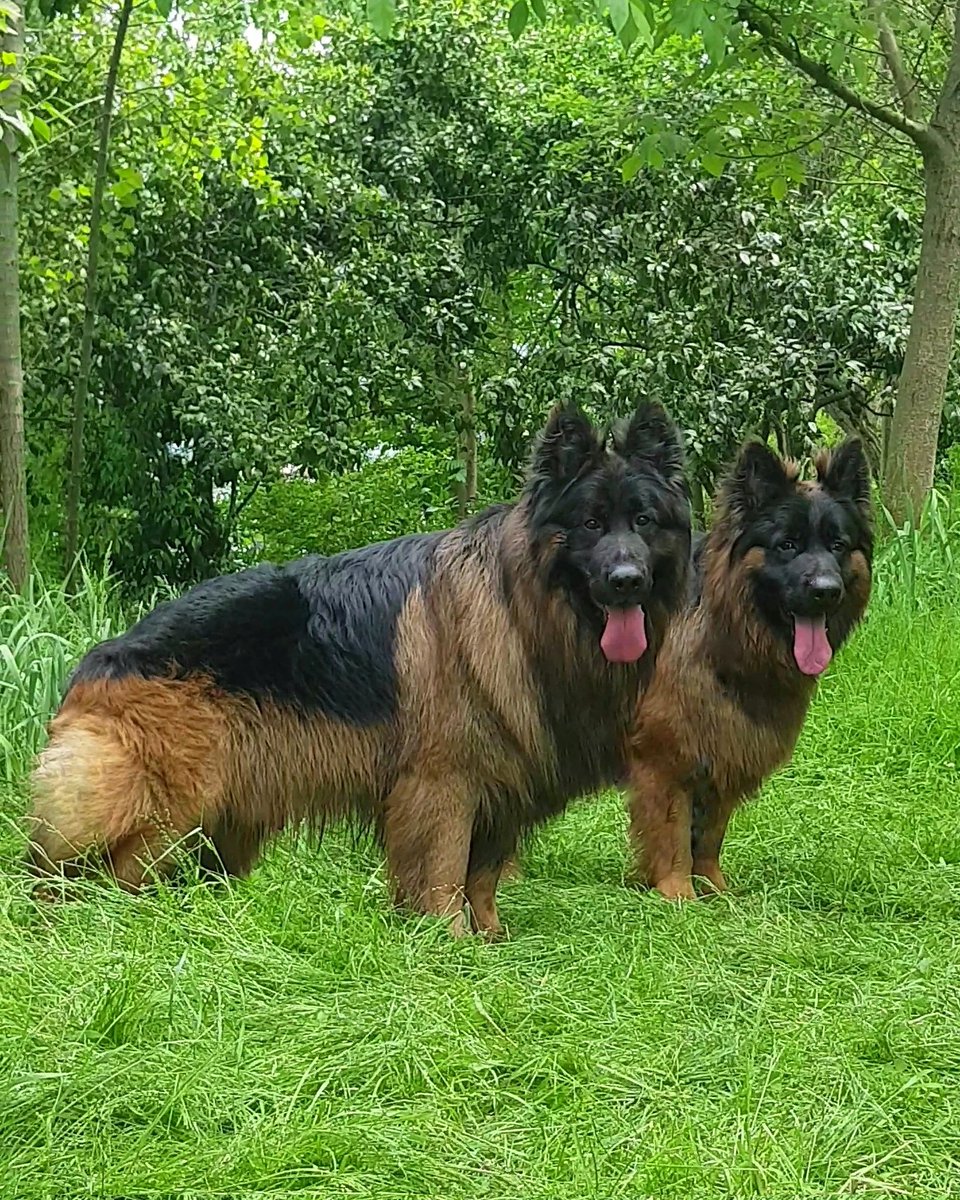 gsdvibes's tweet photo. Follow us to see more
#GermanShepherd #GSDLovers #dogsinlove #GermanShepherdlovers 
@gsdwelfare https://t.co/64CfM2EHiV