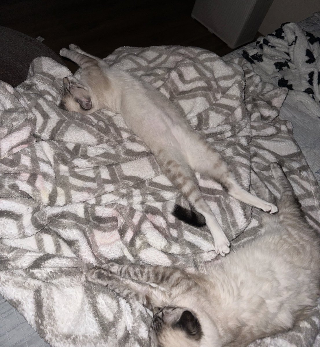 Eu simplesmente não sei lidar com o Chico dormindo. Ele bota a barriguinha pra cima e se estica tal qual um humaninho. E sem coberta não dorme viu?