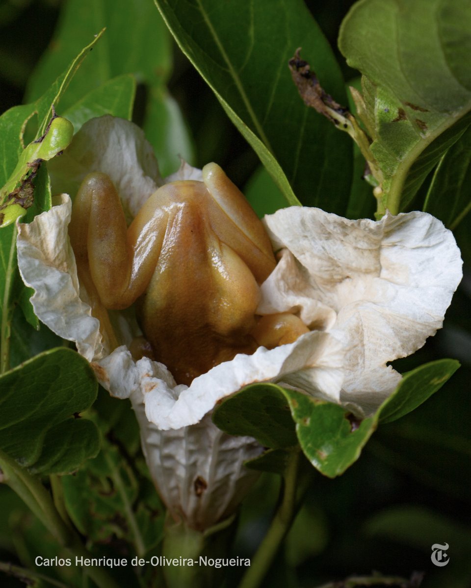 nytimes's tweet photo. These tree frogs dunk their entire bodies into milk fruit's flowers for the nectar. When they emerge, pollen gets stuck to their body. Then they transport the pollen to their next tropical buffet — the first example of a frog that pollinates. https://t.co/7C9csfdRqS https://t.co/KNMGuhvpOW