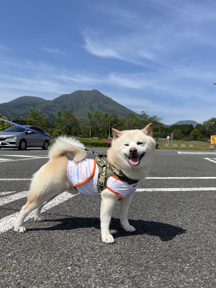 narurui0526's tweet photo. おでかけ🐕
#柴犬
#イッヌ https://t.co/ssHa49l9Px