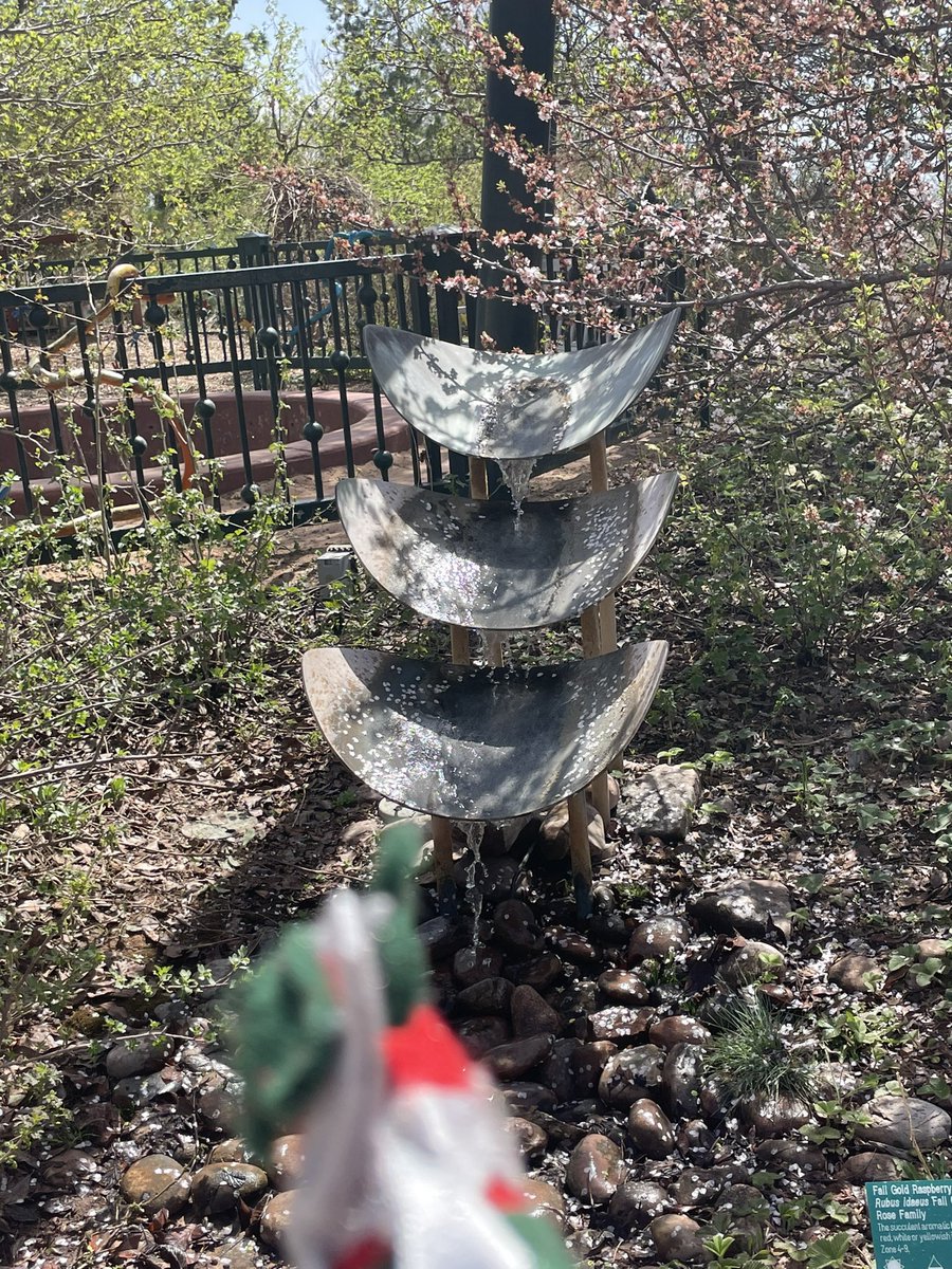 #SybilOnTour #Hounds4Huntingtons @jaq421 @moggymainecoon
@redbuttegarden The statue moved!, #PasqueFlowers, a bright #Goldfish, a fountain Sybil’s never seen water in before.