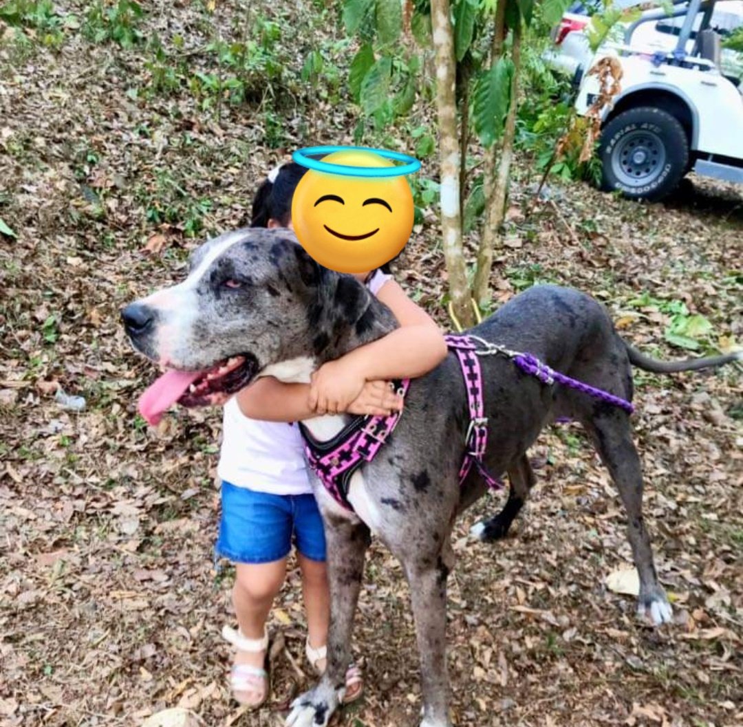 Caroldufe's tweet photo. @GRamirezF_D @Petunia45324719 Adopté, la rescaté y Resultó ser gran danés y fue hermosa ... Murió por un tumor. Pero era hermosa. 🫶🏼🥰 https://t.co/cI06VZUAFc
