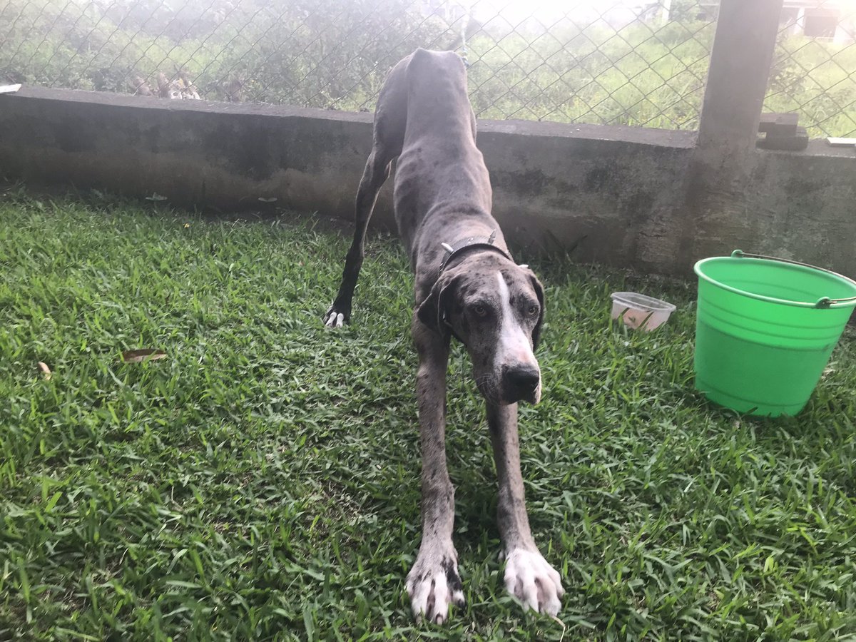 Caroldufe's tweet photo. @GRamirezF_D @Petunia45324719 Adopté, la rescaté y Resultó ser gran danés y fue hermosa ... Murió por un tumor. Pero era hermosa. 🫶🏼🥰 https://t.co/cI06VZUAFc