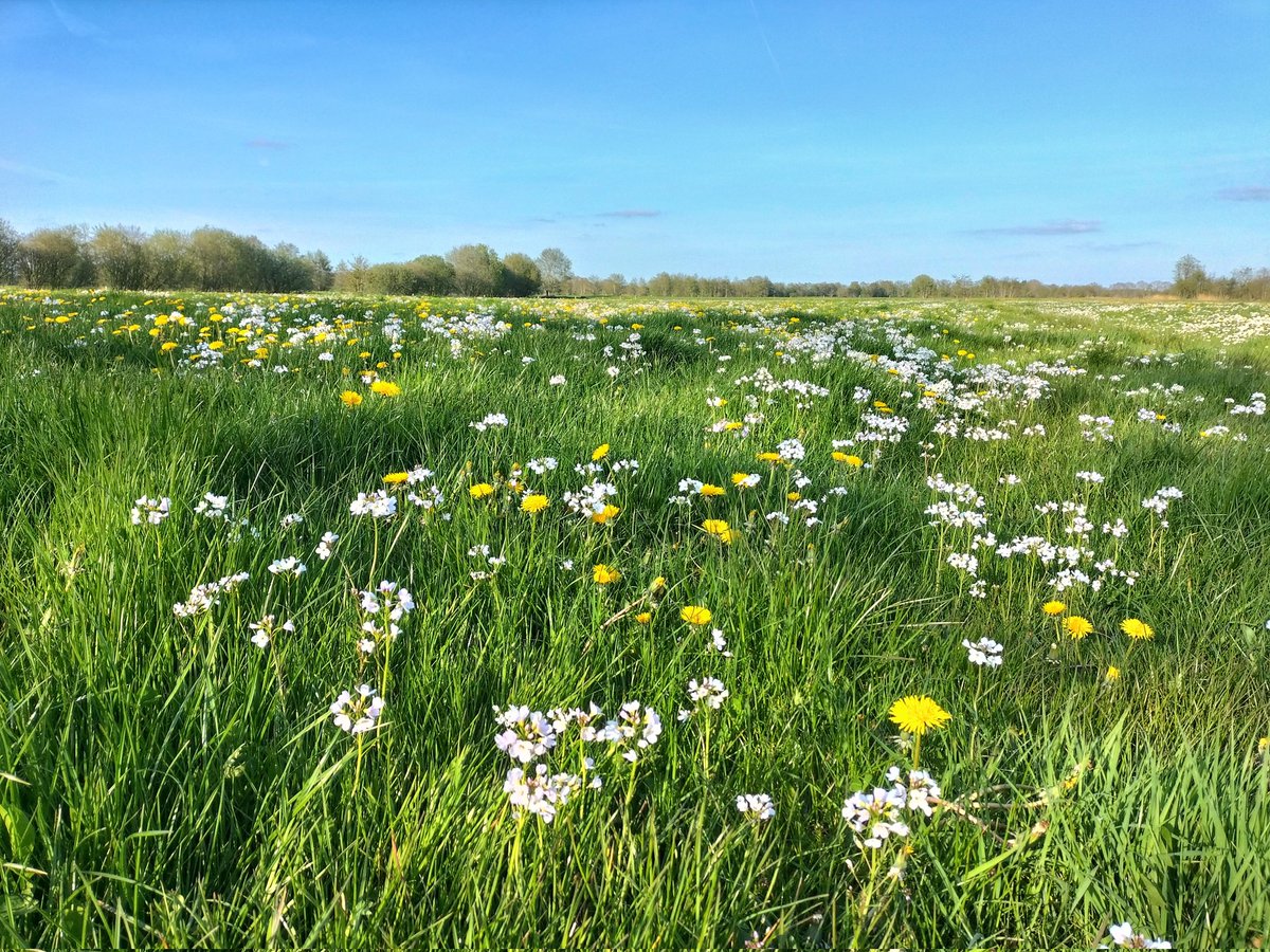 Het is weer genieten in het kleurrijke #boerenland met oa #pinksterbloem en #paardenbloem ☀️