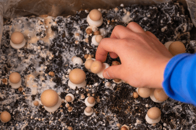 verticalgrower's tweet photo. "At MyCo Planet, we are doing all the cultivation processes on the farm. We do everything from block production, incubation, and fruiting. We have also designed and built most of our equipment."

https://t.co/Maqaf6aZA0 https://t.co/WAqINmI2EP