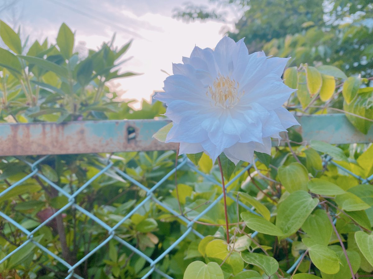 juliet_de's tweet photo. 32年越しの恋煩い🌸
学生時代に片想い���先輩の行方を
知ら��30年以上の月日は流れ
時折どうしてるのか？と気になりつつ
ネットで現在の彼を知ることに、
面影もない容姿と幸せそうな世帯もち
行く宛もない気持ちのまま
私の片想いは昔の気持ちのまま
この胸を焦がし続けるのかも知れない https://t.co/P0QILnDhcZ