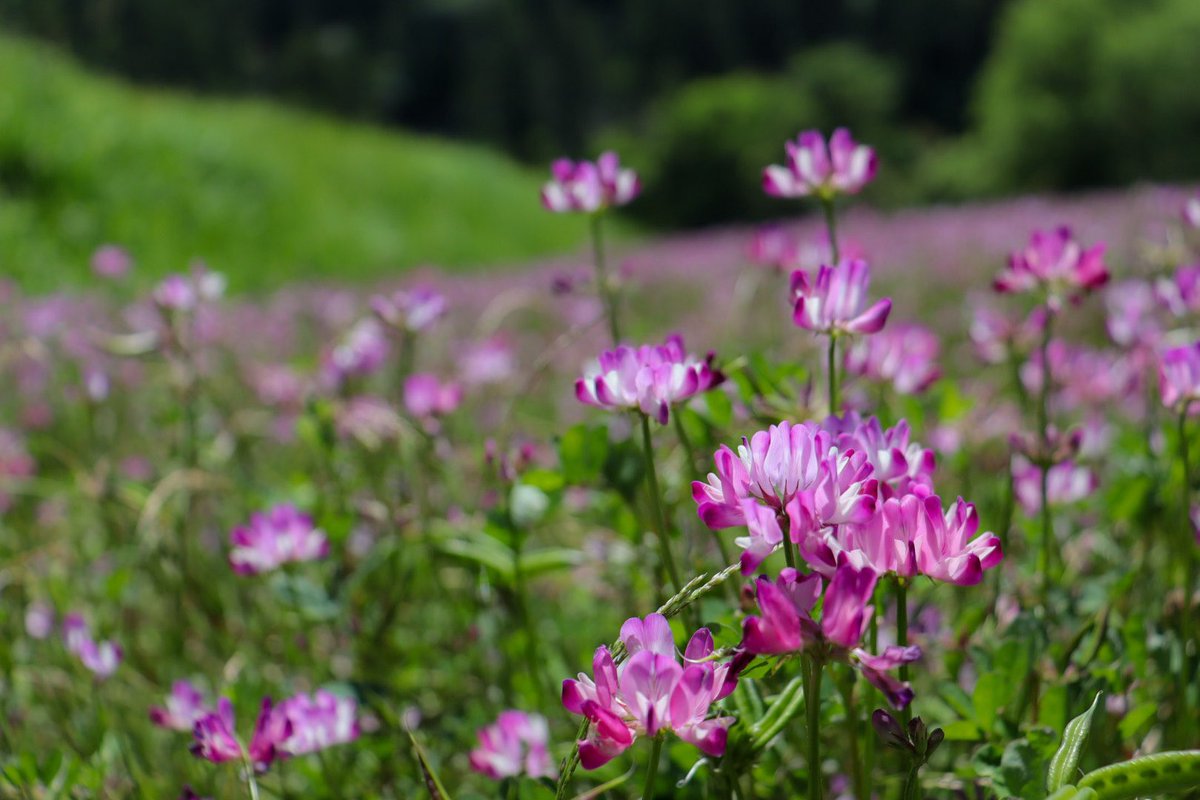 chiikawaekisu's tweet photo. 田んぼに咲いてるレンゲたち
田植えの時期になると耕されちゃう
撮れてよかった♡2023.05撮影
#TLを花でいっぱいにしよう
#eos_kiss_x10 #レンゲソウ
#写真好きな人と繋がりたい
#カメラ好きな人と繋がりたい
#ファインダー越しの私の世界
#キリトリセカイ #カメラ勉強中 https://t.co/3WNco9NS9I