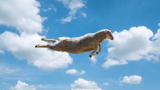 freewooly's tweet photo. #Sheep #FlyingSheep #Flying https://t.co/xBGzhVfGfy