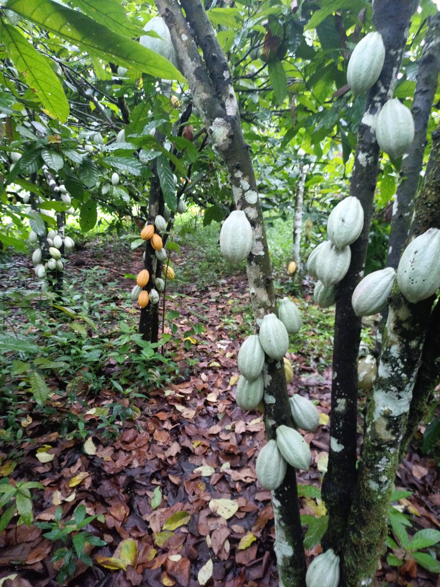 AbiluTangwa's tweet image. Did you know that by integrating trees into agricultural landscapes, we can sequester carbon, improve soil health, enhance biodiversity, and provide farmers with extra income streams. Let's accelerate the adoption of agroforestry to create a more resilient and sustainable future.