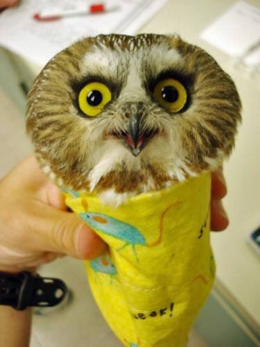 AMAZlNGNATURE's tweet photo. There is no day that can't be improved by seeing pictures of how they weigh an owl. https://t.co/phJ9pYf5NN