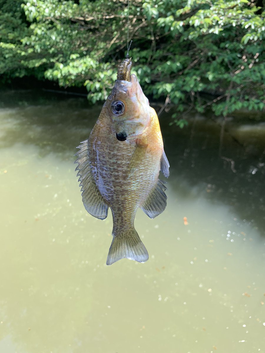 昨日は高滝湖🐟安定の沈み蟲3.2で38１本とHBバグでチビ助の2匹で撃沈😱スクーパーフロッグダディ投げて着水で吸い込まれてるのよそ見しててかけれなかったのが後悔😰次は片倉行きたいな！
＃沈み蟲
#HBバグ
#ボトムアップ