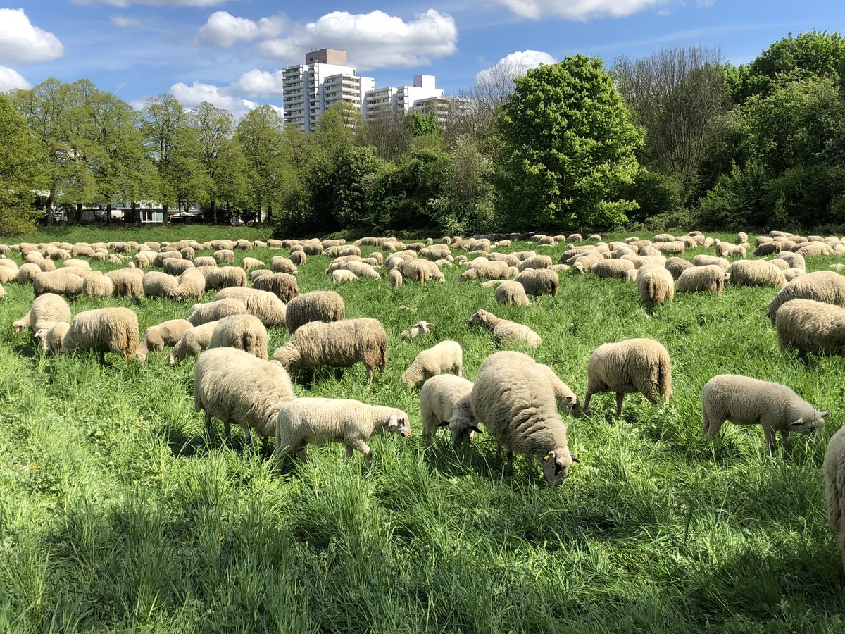 Tacitussi's tweet image. Guten Morgen … und sie grasen wieder die #kölnerschafe In den Poller Wiesen. Jetzt ist das erste Gras lang und saftig.

Geht es euch gut? Ich hoffe doch.  Mich erinnert das an den #erdüberlastungstag … alles zu viel, und doch zu wenig!

#sheepadoodle 
#grasgreeneronmyside