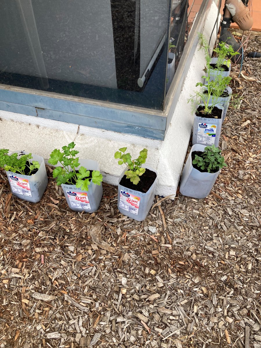 NetafimAusNZ's tweet image. Enjoying our 2nd #UsingLessDoingMore activity today.

Reusing milk cartons to plant and grow herbs and strawberries.

Can't wait for these herb seedlings to grow so we can enjoy using them in our cooking!

usinglessdoingmore.netafim.com/earth-day-2023