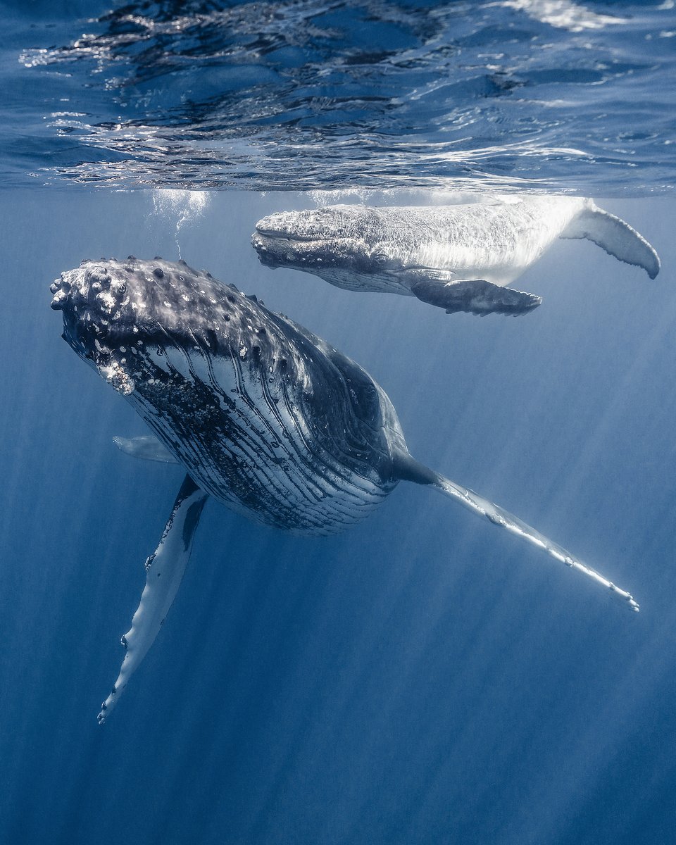 Huge thanks to Niche1 to grab the first edition of "Above The Abyss"

If somehow you are on twitter and see this, I'd love to connect with you.