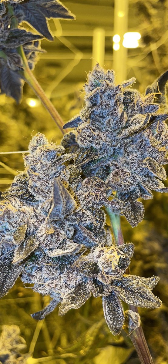 SeedJunky tweet media