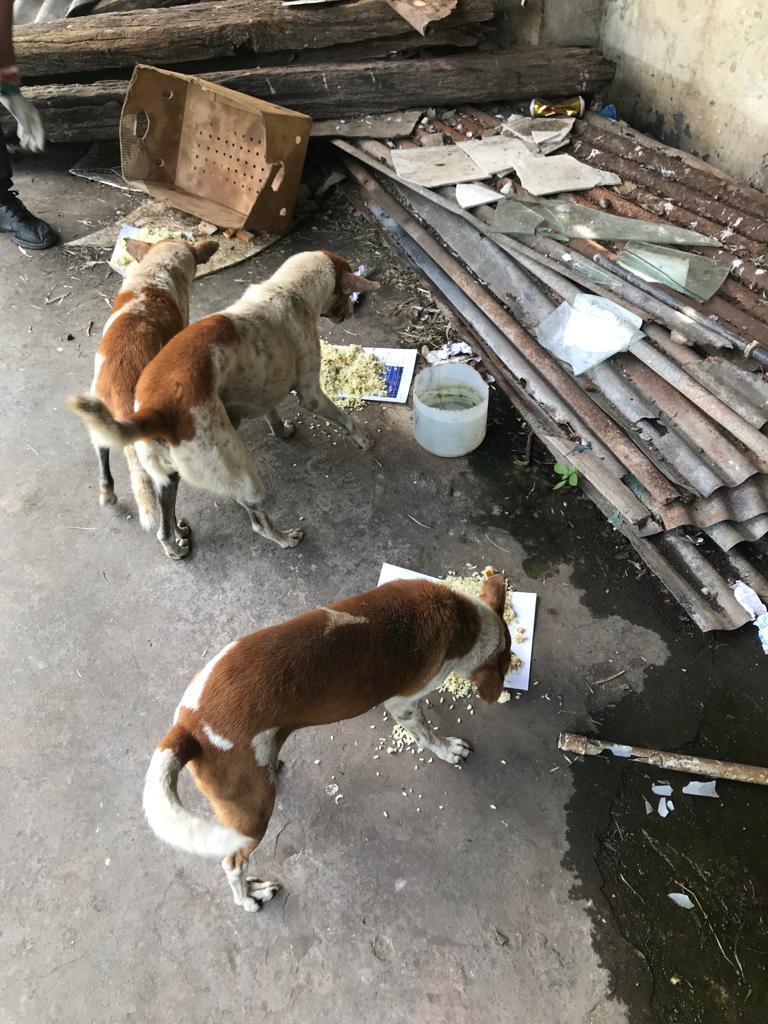 EmbarkLK's tweet photo. Every street dog deserves a full belly and a chance at a better life🥰🐶

Help us continue feeding and caring for these furry friends by donating today. Together, we can make a difference.

Donate now- https://t.co/5vqqTlIi9k
#Streetdogs #SriLanka #MakeADifference #Kindness https://t.co/vqbAYubuWC