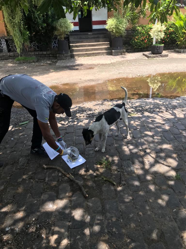 EmbarkLK's tweet photo. Every street dog deserves a full belly and a chance at a better life🥰🐶

Help us continue feeding and caring for these furry friends by donating today. Together, we can make a difference.

Donate now- https://t.co/5vqqTlIi9k
#Streetdogs #SriLanka #MakeADifference #Kindness https://t.co/vqbAYubuWC