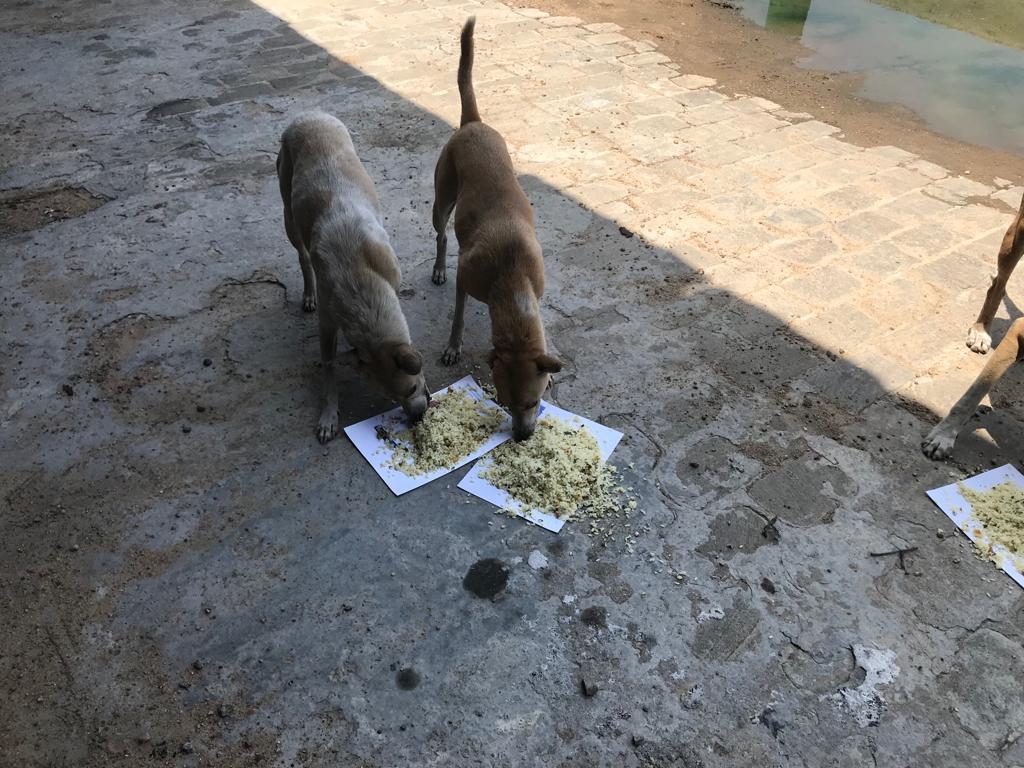 EmbarkLK's tweet photo. Every street dog deserves a full belly and a chance at a better life🥰🐶

Help us continue feeding and caring for these furry friends by donating today. Together, we can make a difference.

Donate now- https://t.co/5vqqTlIi9k
#Streetdogs #SriLanka #MakeADifference #Kindness https://t.co/vqbAYubuWC
