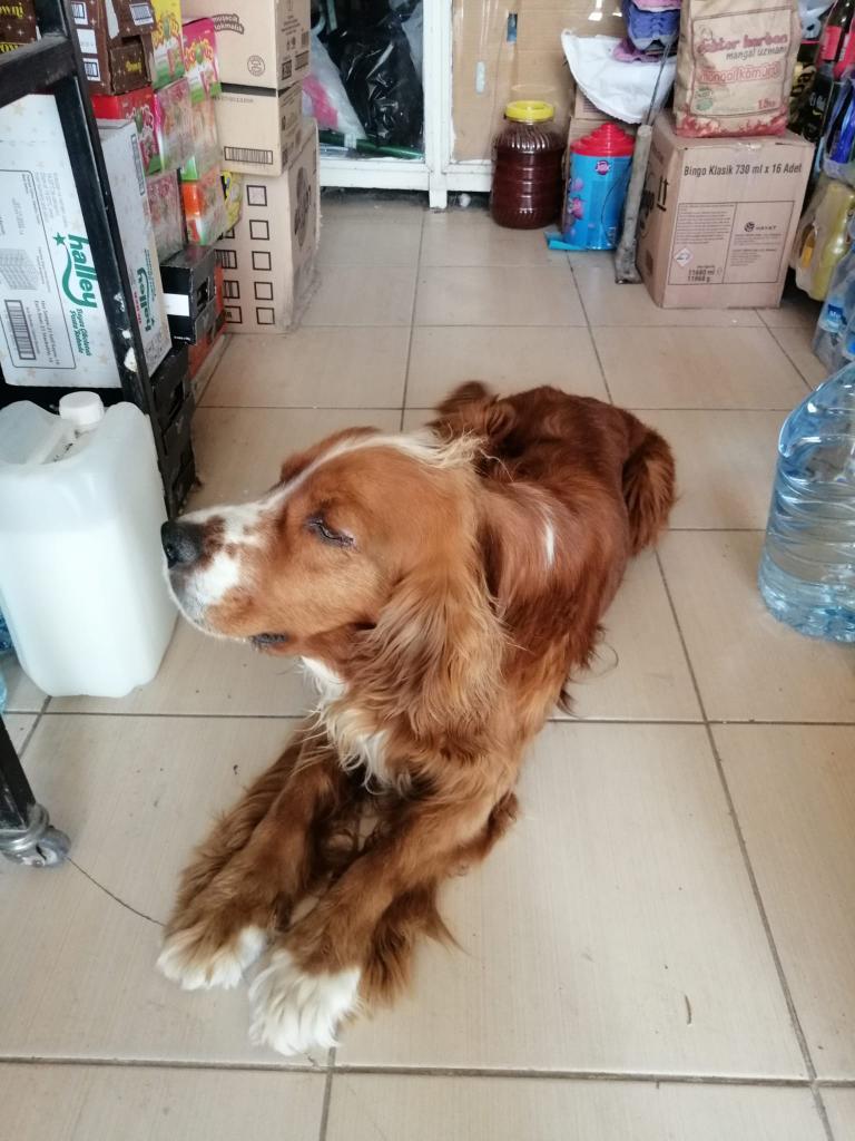 SİVAS Divriği ailesi depremde vefat etmiş 😔Sokakta zor yaşıyor ona el birliğiyle yuva bulalım mı 545 228 19 81

Yuva desteği olamıyorsanız ilanı paylaşarak destek olun lütfen