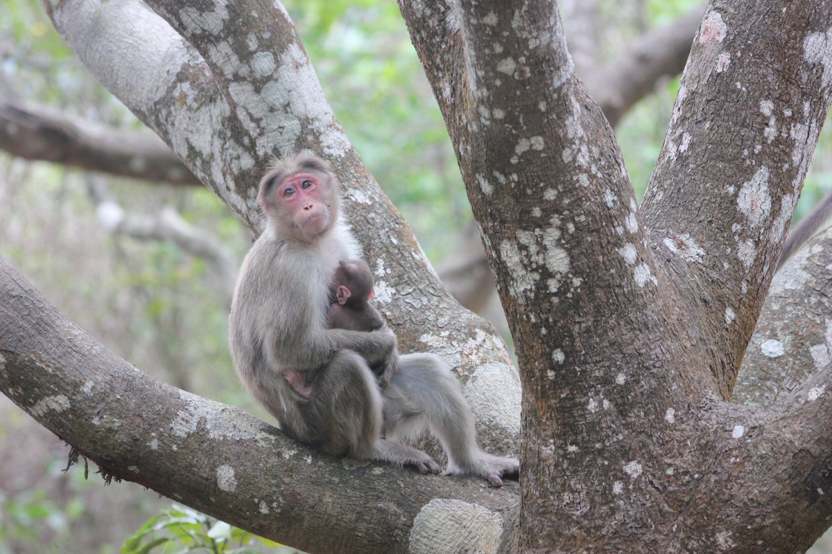 Muhammed Sabith KM (@sabithkm313) on Twitter photo IUCN status of bonnet macaque recently updated to vulnerable due to drastic population decline . Even generalist macaque species, that we think are very common, inching rapidly closer to extinction
International macaque week
Time realise and act..
<a href="/IndianPrimates/">Association of Indian Primatologists (A.I.P)</a> IUCN status of bonnet macaque recently updated to vulnerable due to drastic population decline . Even generalist macaque species, that we think are very common, inching rapidly closer to extinction
International macaque week
Time realise and act..
<a href="/IndianPrimates/">Association of Indian Primatologists (A.I.P)</a>