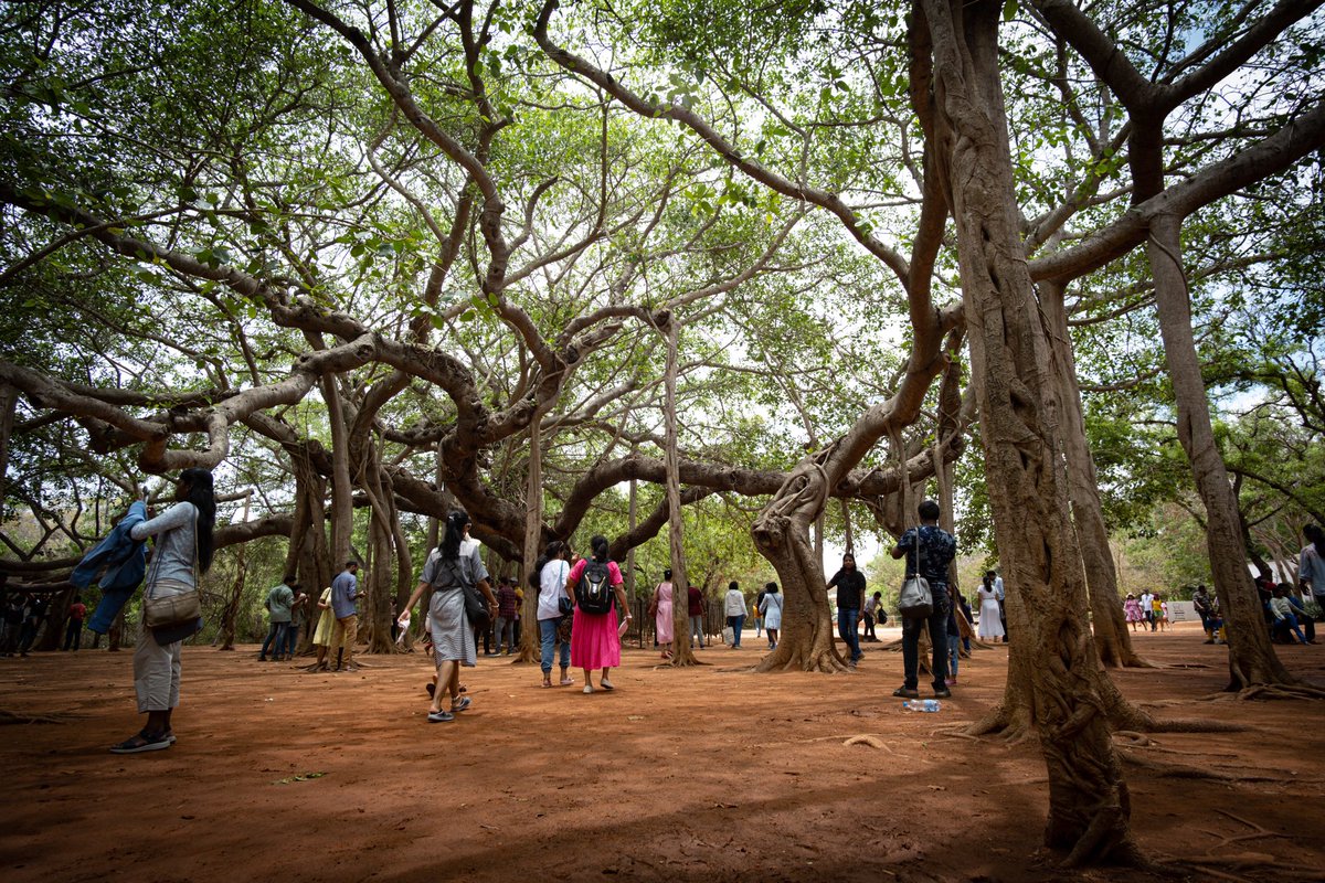 Banyan Tree of over 100 years old in MatriMandir compound, Auroville.

#banyantree #tree #auroville #pondicherry #travel #travelphotography