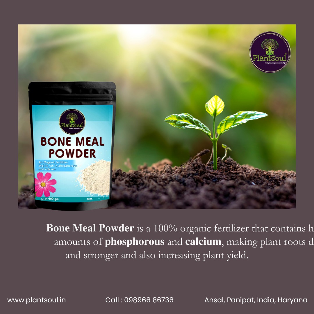 PlantSoul3's tweet photo. BONE MEAL POWDER  ( a 💯 % Organic fertilizer )
📞 CALL NOW : 𝟎𝟗𝟖𝟗𝟔𝟔 𝟖𝟔𝟕𝟑𝟔

VISIT AT : https://t.co/wIqMBZNHQ5

#plantsoul #organic #gardening #plants #soil #nursery #seedlings #horticulture #agriculture #organicfarming  #plants #kitchengardening #crops #natural https://t.co/R01miOQfMs