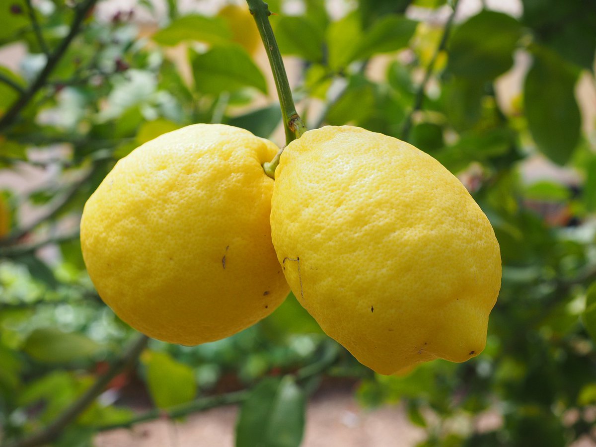 realdiethealthy's tweet photo. Did you know that lemons are a powerhouse of health benefits? From boosting immunity to aiding digestion, this zesty fruit is a must-have in your diet! 🍋🌟 #lemonhealth #healthylifestyle #nutritiontips https://t.co/SfRE44Jcq5