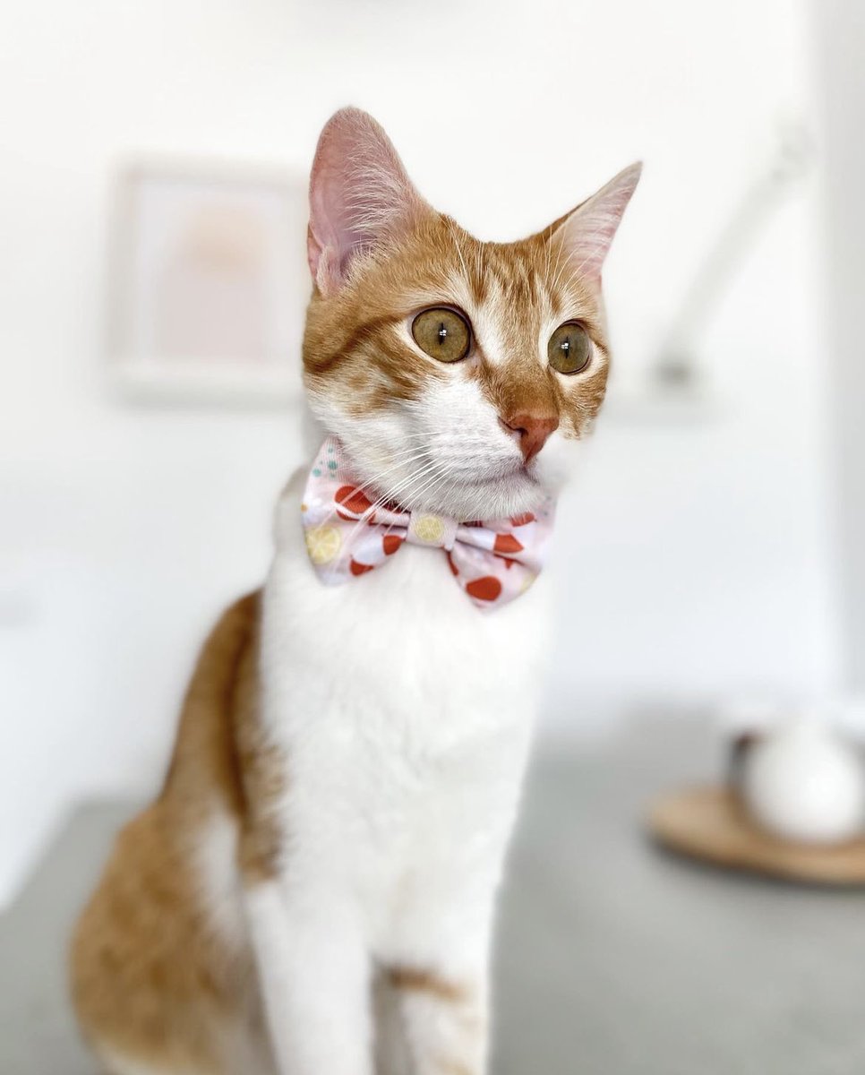 arisclosetco's tweet photo. Happy purrsday!!❤️⛱️ Today I’m feeling cute with my new bowtie.

Link in bio!

#cats #CatsOfTwitter https://t.co/WzSCcFhYAD