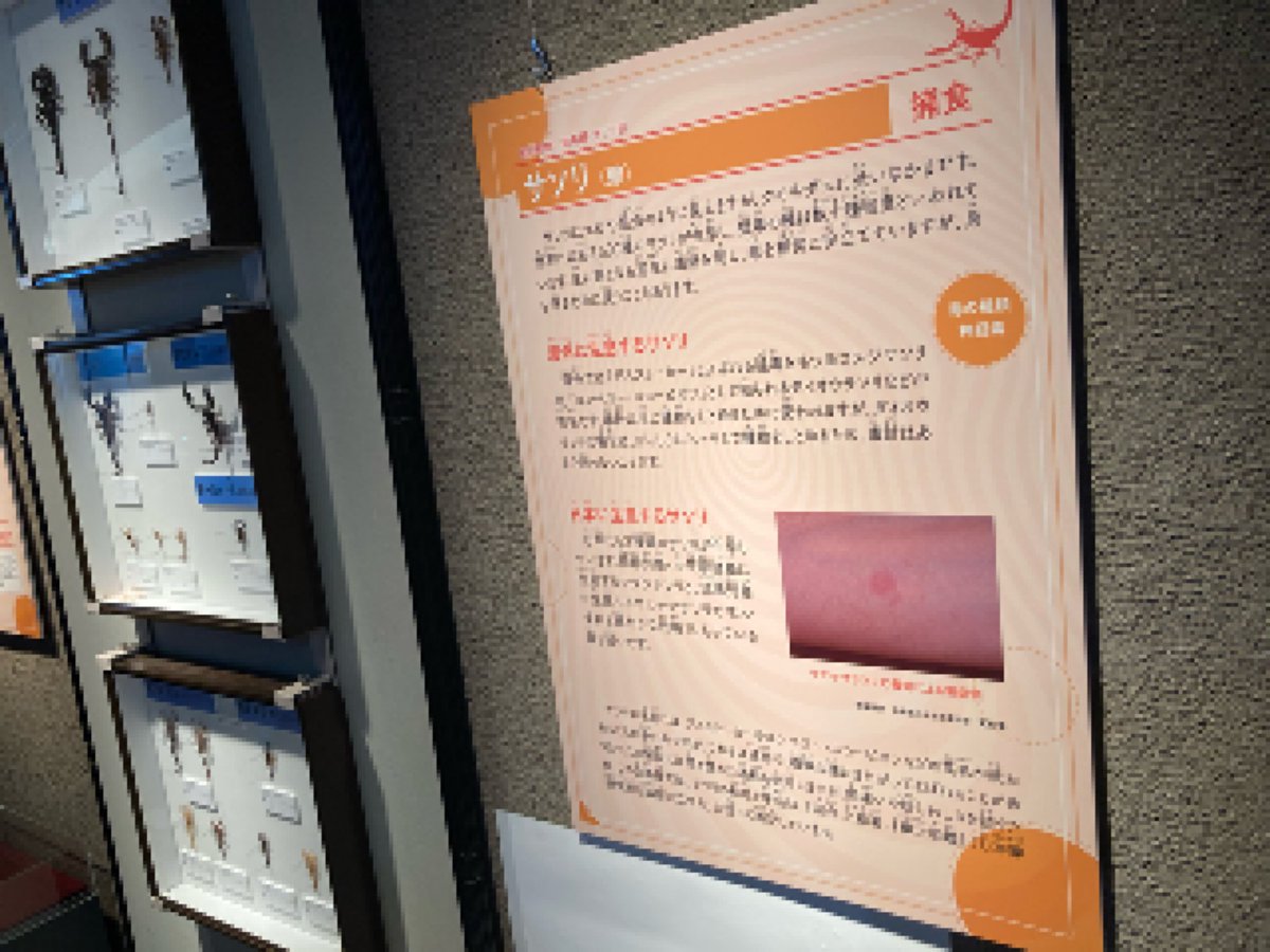 Scorpion_Labo's tweet photo. 群馬県立自然史博物館様

サソリの標本及び写真、ヘビの標本で協力させて頂いております。

人気投票サソリが1番人気なさそうだけどみんな投票してあげてください😭

#群馬県立自然史博物館 https://t.co/L6qNnPy4k3
