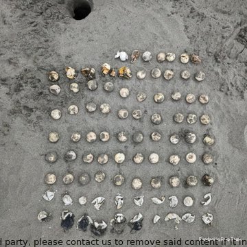 ToyaChacon72154's tweet image. Hats off to the sea turtle protection team at @WildAidLatino! Their emergency operations to protect nests from destructive waves and beach combing for hazards are making a big impact. #SeaTurtleProtection #Sharks