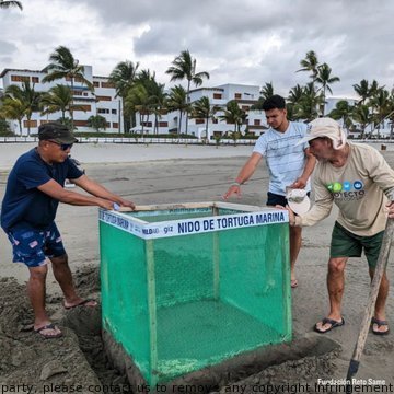 ToyaChacon72154's tweet image. Hats off to the sea turtle protection team at @WildAidLatino! Their emergency operations to protect nests from destructive waves and beach combing for hazards are making a big impact. #SeaTurtleProtection #Sharks