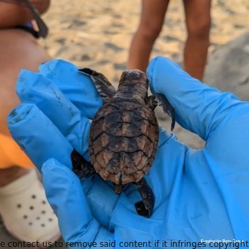 ToyaChacon72154's tweet image. Hats off to the sea turtle protection team at @WildAidLatino! Their emergency operations to protect nests from destructive waves and beach combing for hazards are making a big impact. #SeaTurtleProtection #Sharks