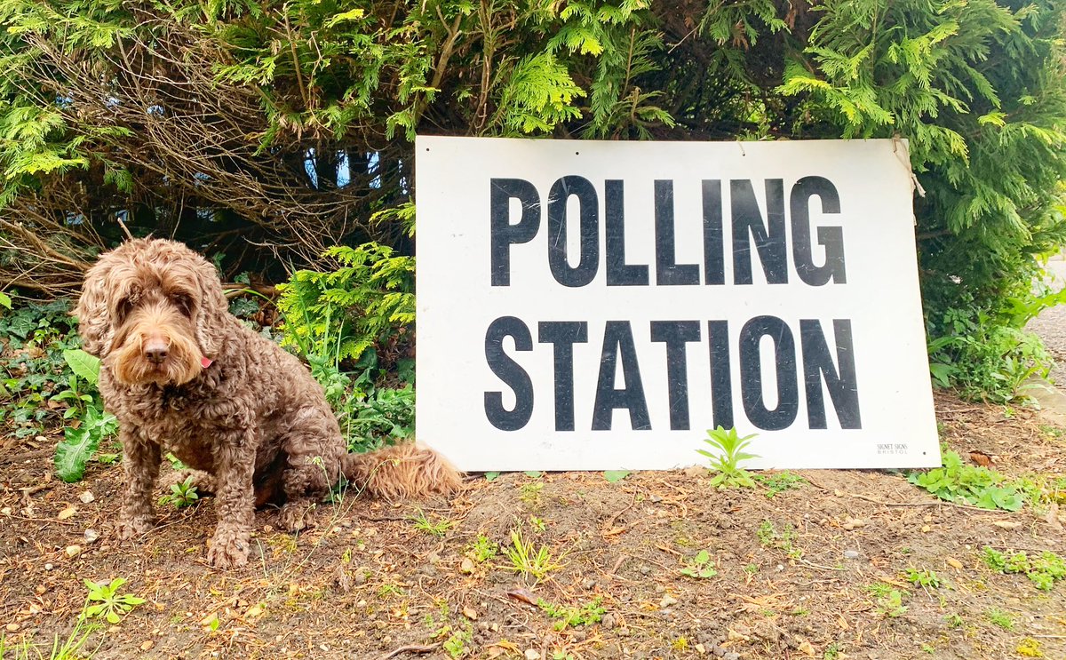 annierawson's tweet photo. Scooby’s ready - are you?  The usual warm welcome at Chiddingfold Village Hall polling station 🐶#dogsatpollingstations https://t.co/er7YAz2dg6