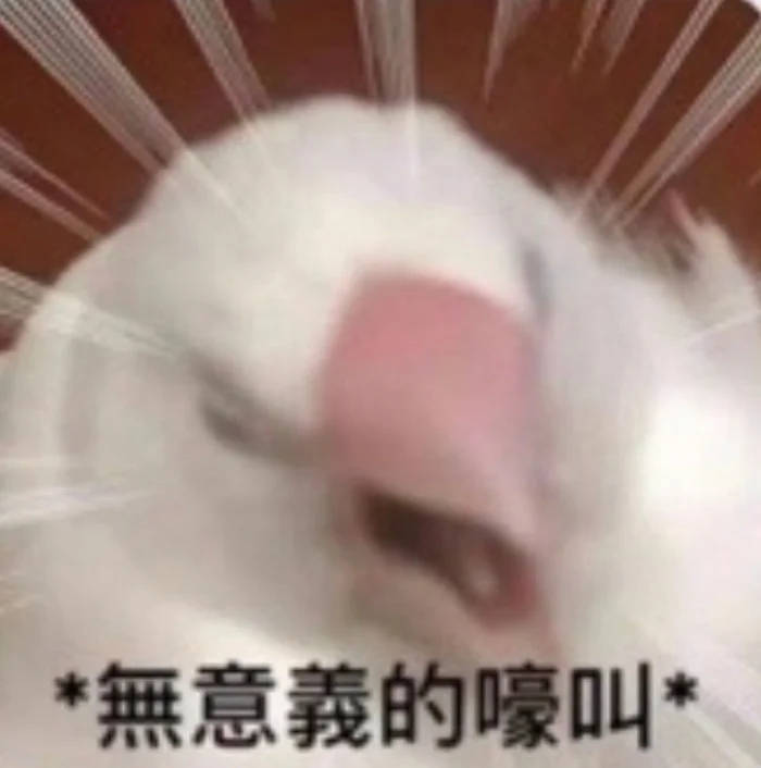 电子鹈鹕bibibobi tweet media