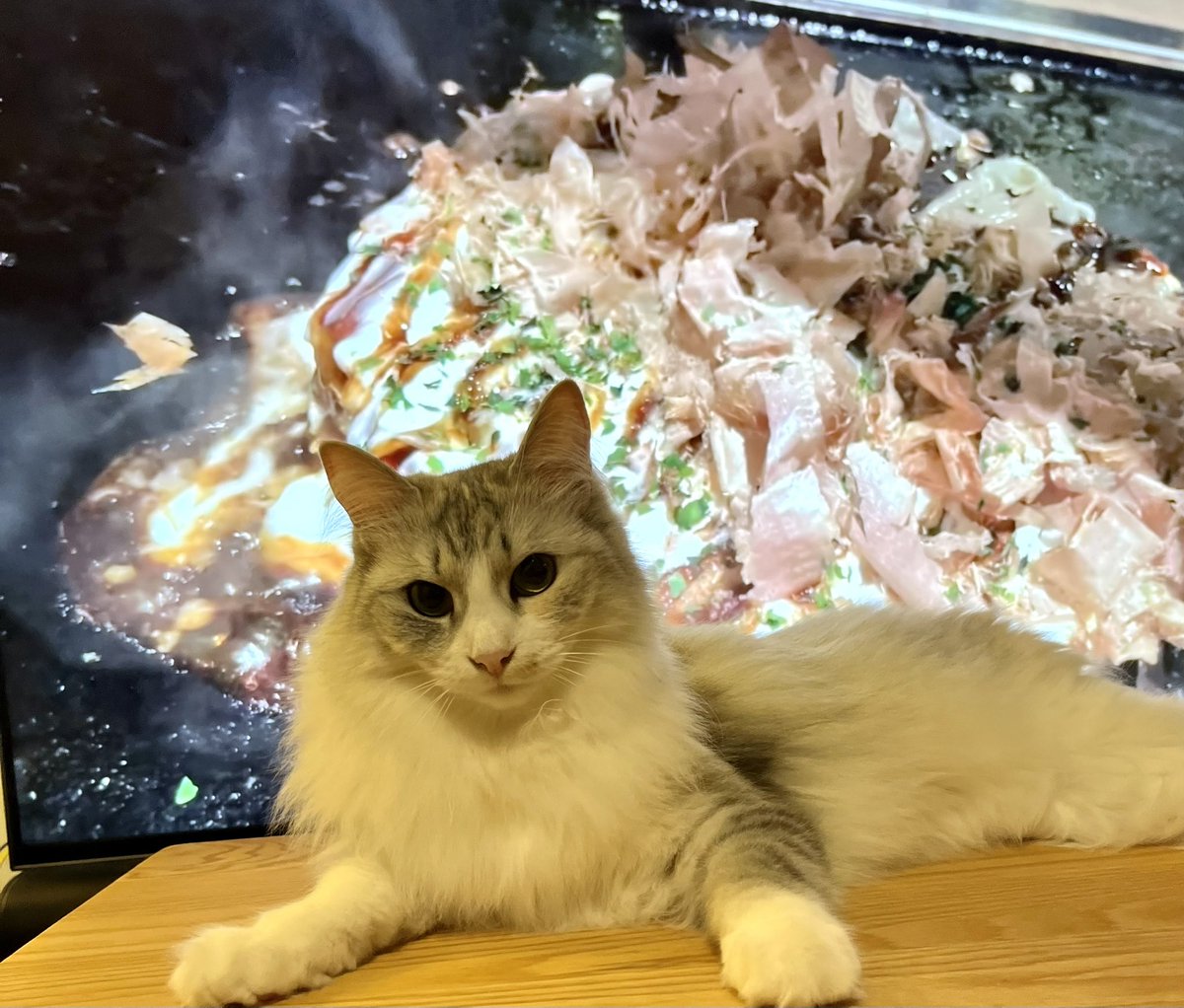 lenomano's tweet photo. お好み焼きねこGWスペシャル🐱

#猫　#お好み焼き　#GWの過ごし方 https://t.co/MyvawhWSCx