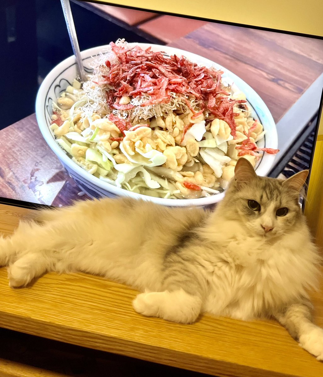 lenomano's tweet photo. お好み焼きねこGWスペシャル🐱

#猫　#お好み焼き　#GWの過ごし方 https://t.co/MyvawhWSCx